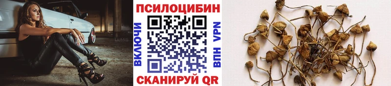 Псилоцибиновые грибы Psilocybine cubensis Купить Тейково